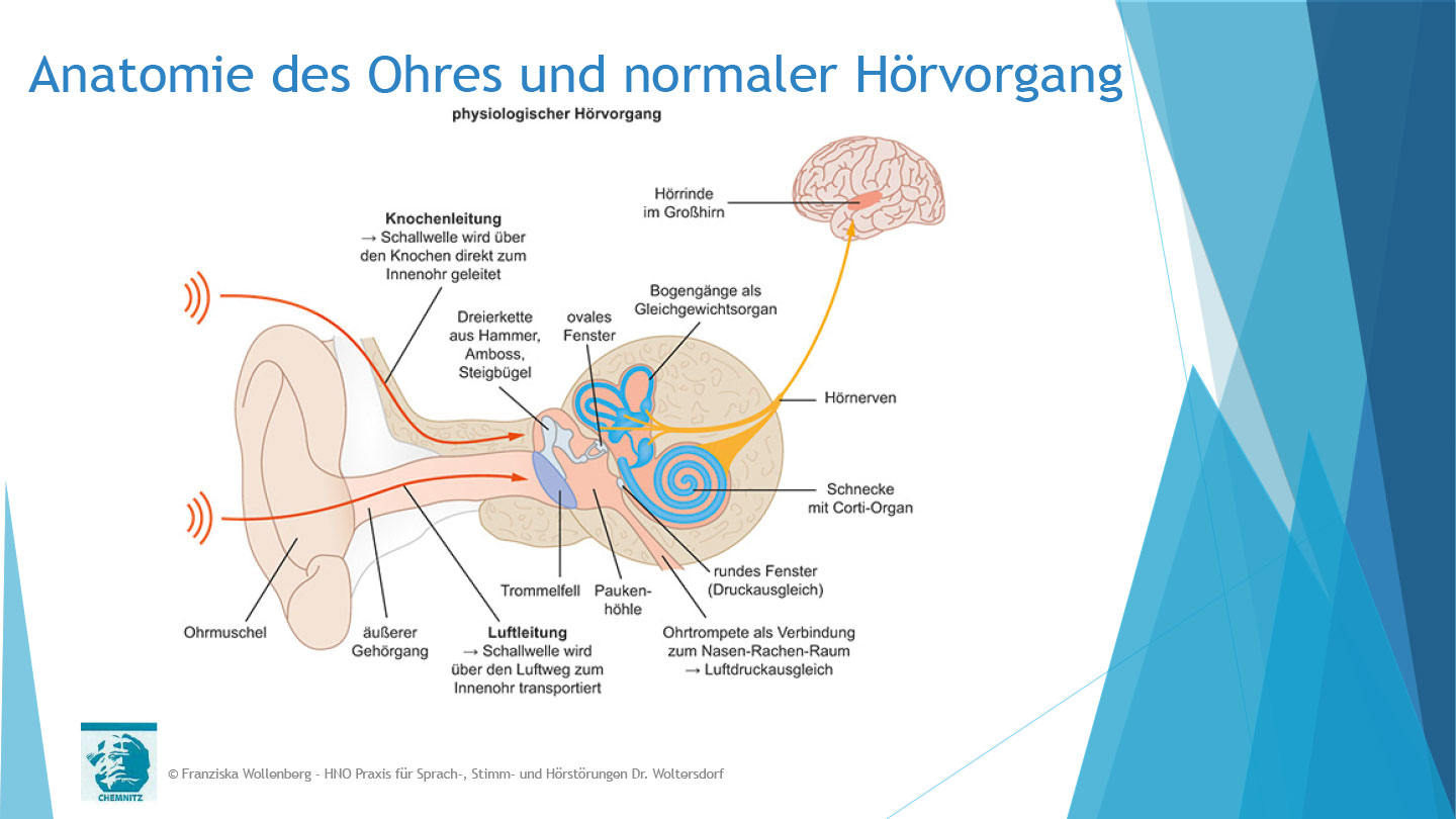Das Hören . AVWS-Fachvortrag . Franziska Wollenberg