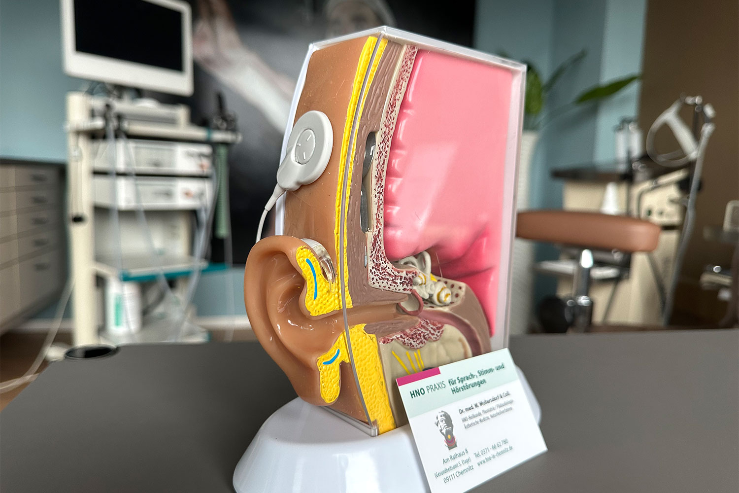HNO-Praxis Chemnitz: Cochlea-Implantat-Modell