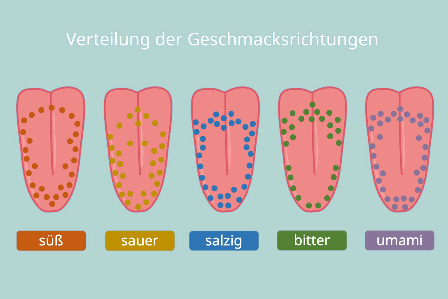 Verteilung der Geschmacksrichtungen auf der Zunge (Schema)